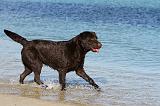 LABRADOR 584